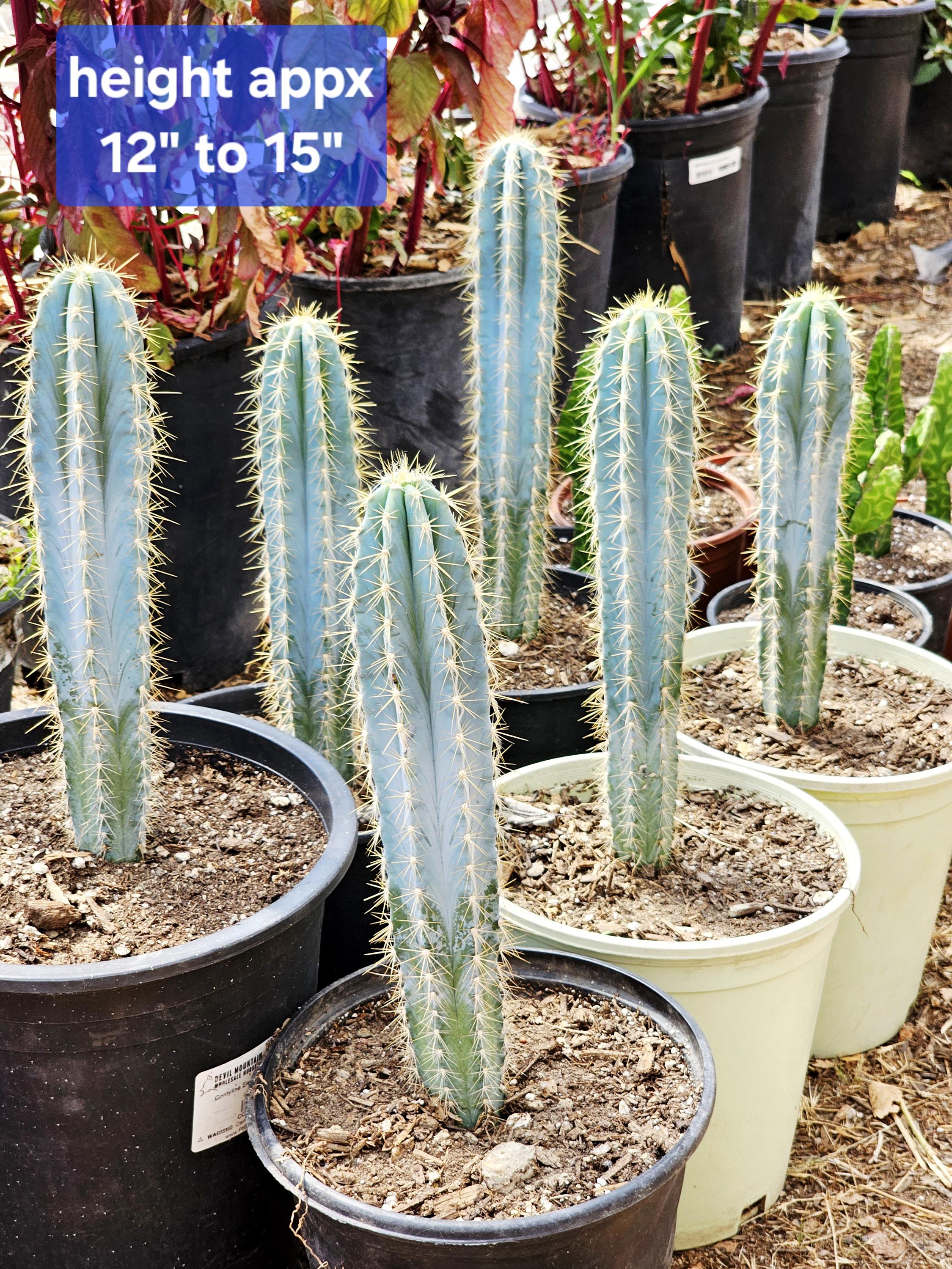 Vivid Blue Torch Cactus: Pilocereus Azureus, Brazilian Succulent