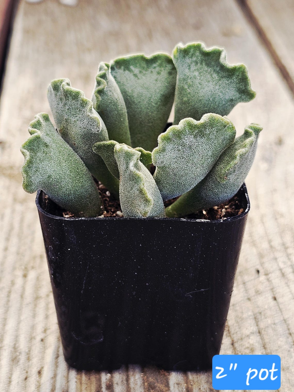 Crinkle-leaf Succulent: Rare Adromischus Cristatus Potted Plant - Etsy