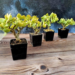 Small Tree, Crassula Arborescens Undulatifolia, Jade Plant, Live  Succulents, Potted Plant, Bonsai Tree, Gift Plants, Crassula - Etsy