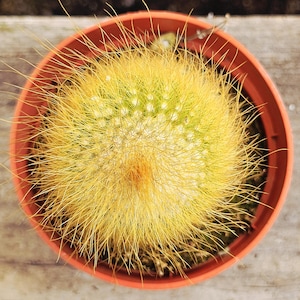 Potted plants, Parodia leninghausii, rare cactus, rare succulents, Golden Ball Cactus | lemon ball cactus | low maintenance plants.