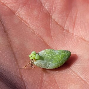 Puede incluir: Una peque&ntilde;a hoja verde de suculenta con un grupo de nuevo crecimiento en la parte superior. La hoja est&aacute; en la mano de una persona.