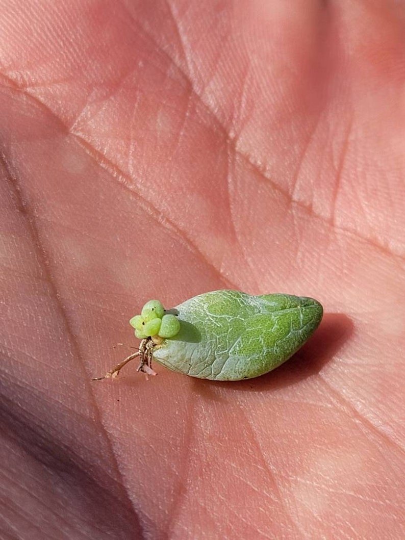 Puede incluir: Una peque&ntilde;a hoja verde de suculenta con un grupo de nuevo crecimiento en la parte superior. La hoja est&aacute; en la mano de una persona.