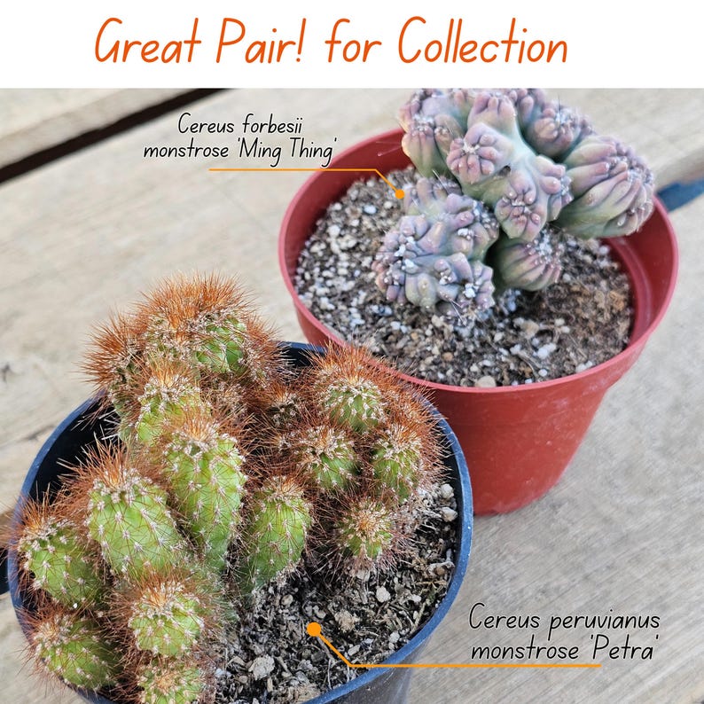 Fijiplants Apple Cactus Monstrose - Thumbnail 2