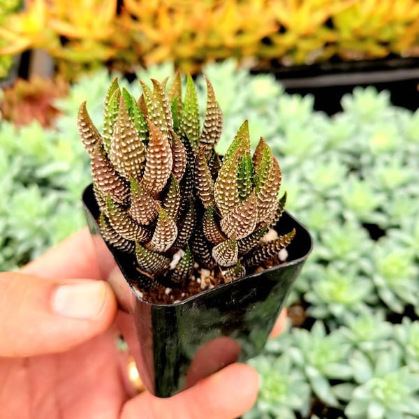 Haworthia reinwardtii, Wart plant, Haworthia, rooted succulent, mini succulent