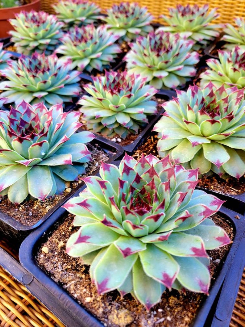 Sempervivum calcareumJordan sempervivum tectorum Hens & Chicks beautiful purple sempervivum. image 7