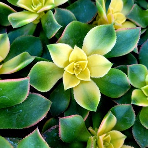 Aeonium Kiwi Succulent: Established Live Plant