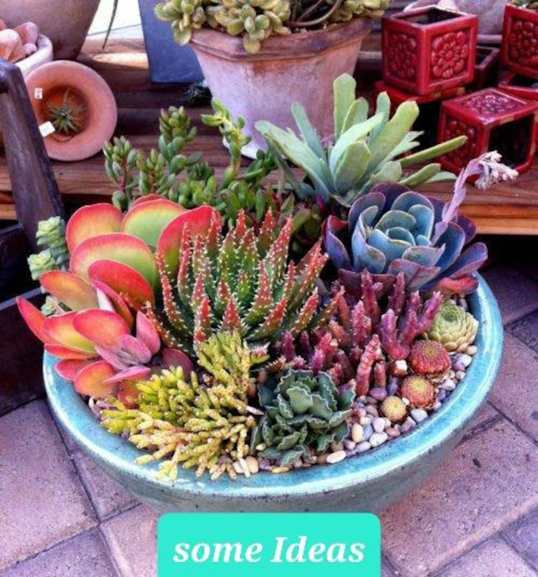 Créer un arrangement de succulents en 5 étapes faciles