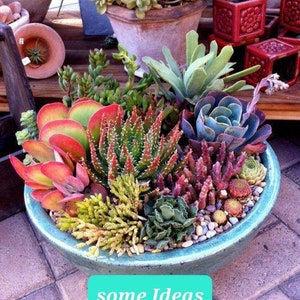 Best succulents ideas arrangement, best buy wholesale, assorted tray for your Mini succulent garden DIY project.