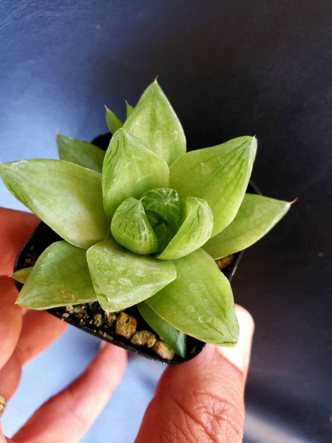 Haworthia Cuspidata Rare Haworthia Haworthia Retusa Water - Etsy