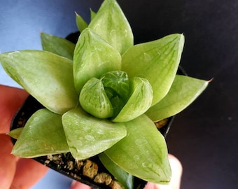 Haworthia cuspidata, rare Haworthia, Haworthia retusa, water succulent, water plant, star succulent, green succulent