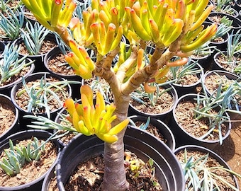Jade Coral or skinny fingers look Bonsai tree, Small Crassula Ovata Gollum tree | Lucky plant | money plant |  | House Plant | succulents |