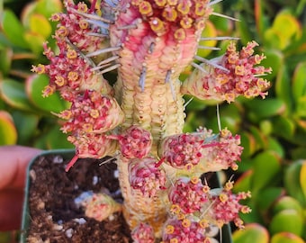 Corn Cob Euphorbia 2" and 4"  pot, Euphorbia mammillaris Variegated, , rare cactus. Euphorbia mammillaria.