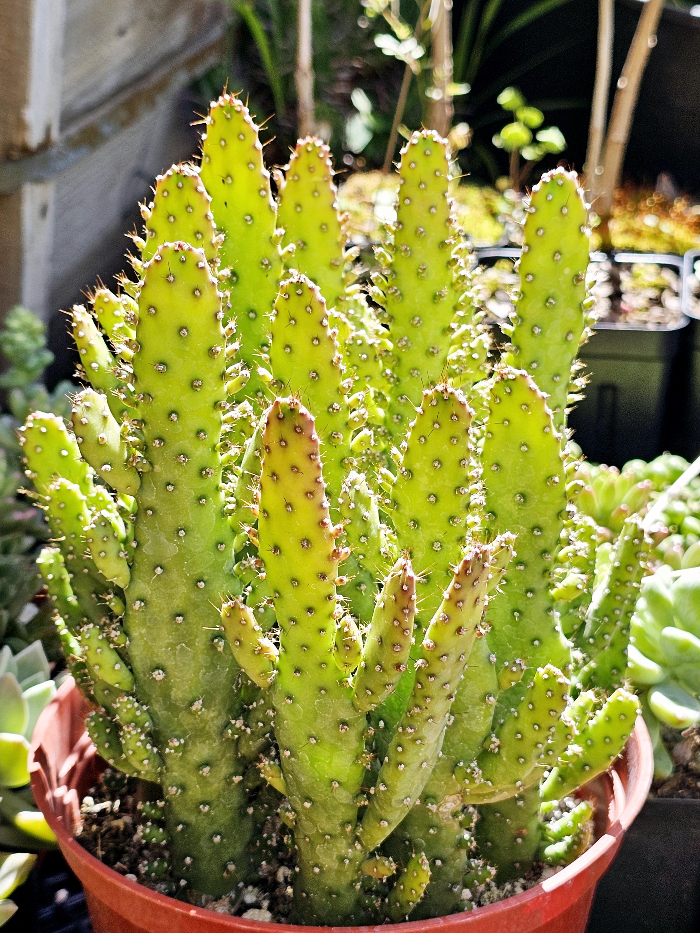 cactus without thorns Spineless Prickly Pear main image 1