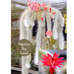 monkey tail Cactus | live plant |previously Hildewintera colademononis | Rare hanging plant.| Cleistocactus colademononis