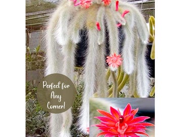 Monkey Tail Cactus - Etsy