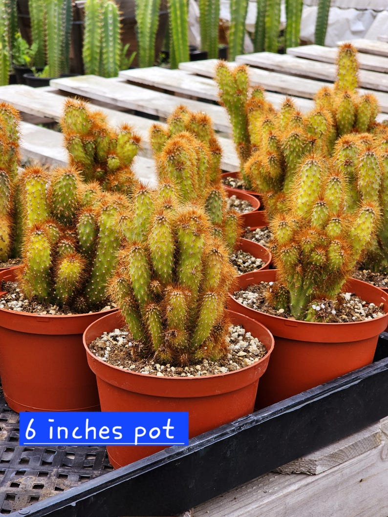 Fijiplants Apple Cactus Monstrose - Thumbnail 4