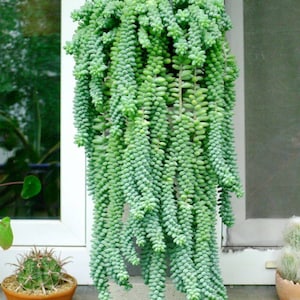 burros' tail, Donkey tail plant, mature specimen. hanging plant ideas!