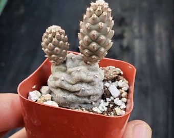 Tephrocactus articulatus Pine Cone Cactus