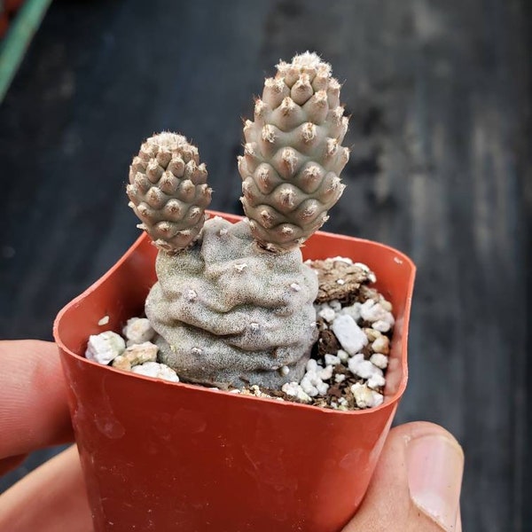 Tephrocactus articulatus Pine Cone Cactus