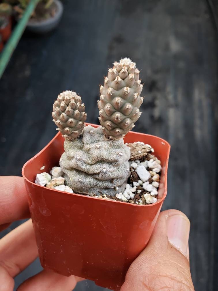 Pine Cone Succulents - Etsy