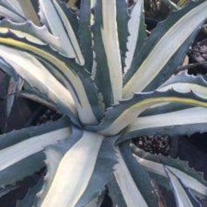 Beautiful Agave Americana var. medio-picta 'Alba', white agave, you will fall in love with this white stripes agave.