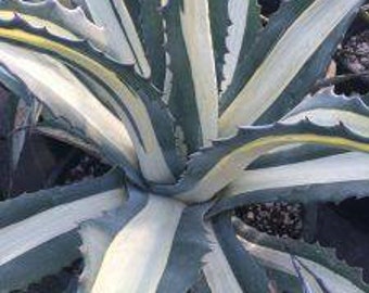 Beautiful Agave Americana var. medio-picta 'Alba', white agave, you will fall in love with this white stripes agave.