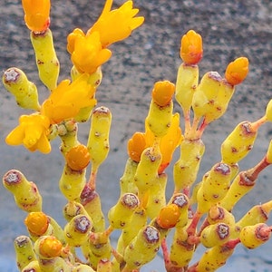 Hatiora salicornioides | Dancing Bones is a Cactus  known as bottle cactus, aka Rhipsalis rare plant, succulent. Can be perfect as houseplan