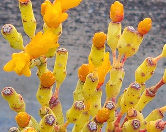 Dancing Bones Cactus: Hatiora Salicornioides Succulent