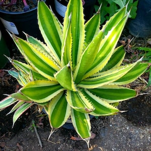 Agave lophantha Quadricolor, Quadricolor Century Plant, Exotic plant, exotic agave image 6