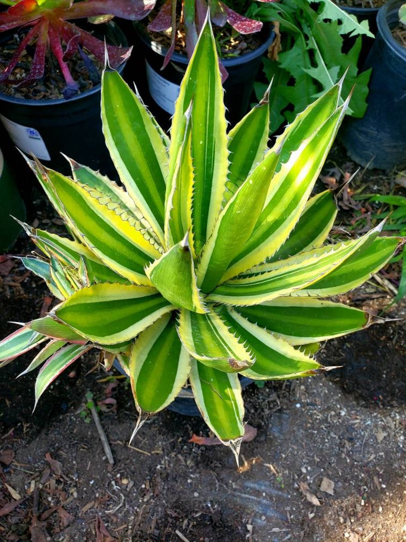 Agave lophantha Quadricolor, Quadricolor Century Plant, Exotic plant, exotic agave image 6