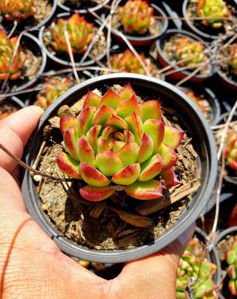 Echeveria agavoide Lipstick Ebony rare succulent Etsy