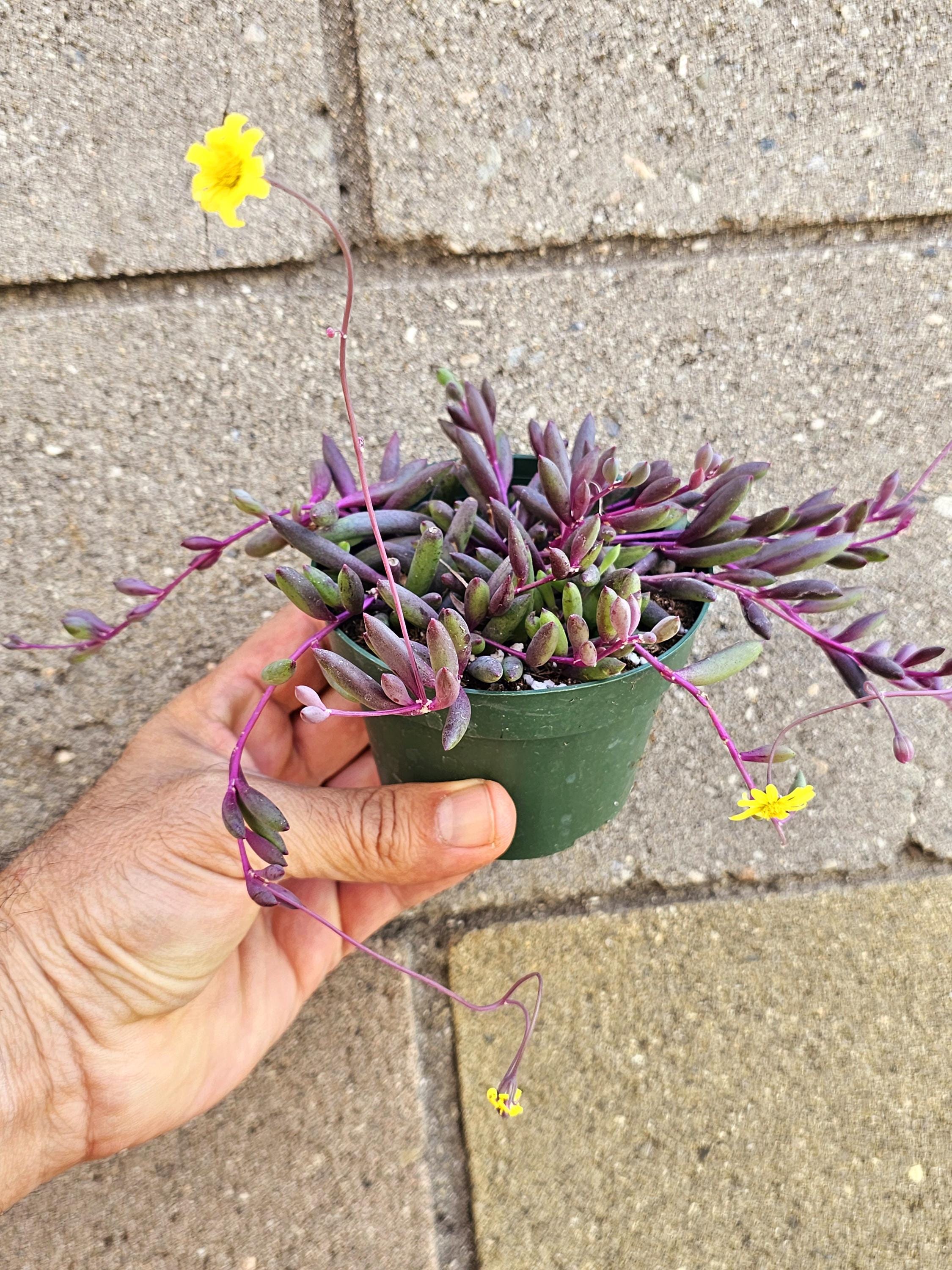 String of Ruby Succulent: Othonna Capensis Live Hanging Plant - Etsy