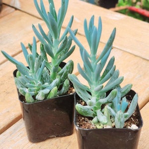 Senecio mandraliscae Senecio ficoides Senecio serpens Blue Chalksticks Plant Rare Potted succulent Rare senecio. 2 plants 2" pot