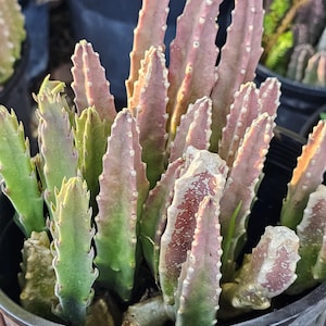 May include: A succulent plant with multiple upright, ribbed stems in a black plastic pot. The stems feature a gradient of green at the base transitioning to a dusty pink or mauve color at the tips, with small, light-colored bumps along the edges.