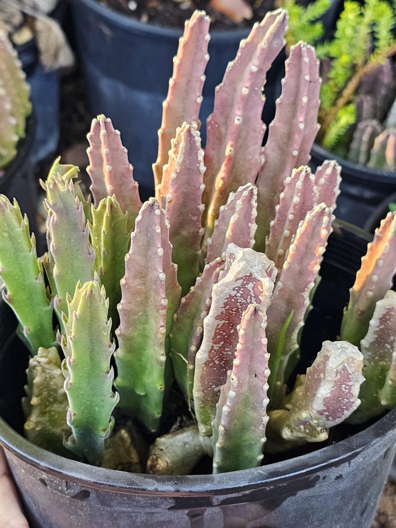 May include: A succulent plant with multiple upright, ribbed stems in a black plastic pot. The stems feature a gradient of green at the base transitioning to a dusty pink or mauve color at the tips, with small, light-colored bumps along the edges.