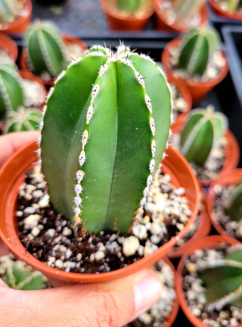 Mexican Fencepost Cactus - Thumbnail 4