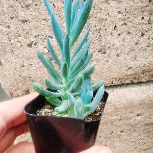 Senecio mandraliscae Senecio ficoides Senecio serpens Blue Chalksticks Plant Rare Potted succulent Rare senecio. 1 plant 2" pot