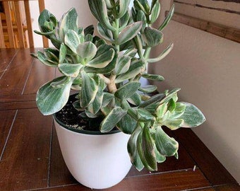 Crassula ovata Tricolor crosby Jade Plant, jade variegated, jade tree, succulents variegated. Houseplant.