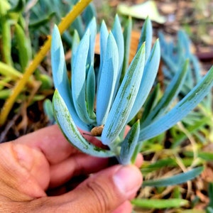 Senecio mandraliscae Senecio ficoides Senecio serpens Blue Chalksticks Plant Rare Potted succulent Rare senecio. Fresh cutting