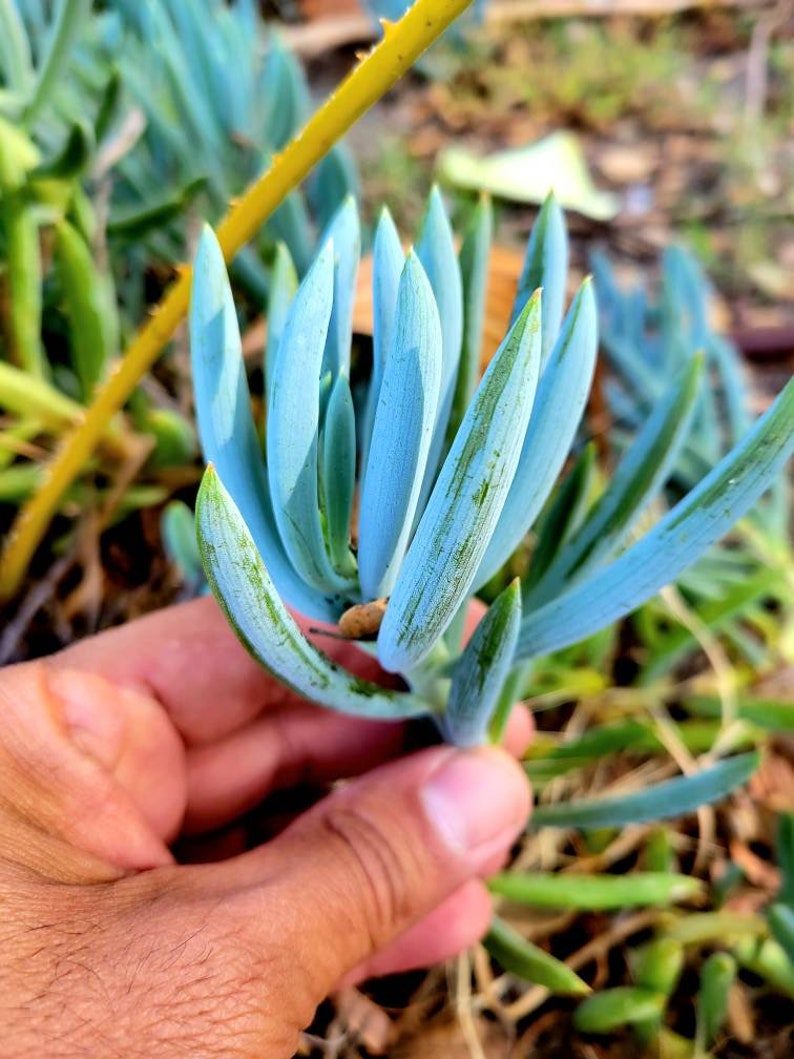 Senecio mandraliscae Senecio ficoides Senecio serpens Blue Chalksticks Plant Rare Potted succulent Rare senecio. Fresh cutting