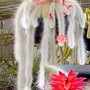 monkey tail Cactus | live plant |previously Hildewintera colademononis | Rare hanging plant.| Cleistocactus colademononis