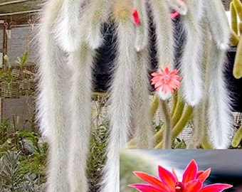 monkey tail Cactus | live plant |previously Hildewintera colademononis | Rare hanging plant.| Cleistocactus colademononis