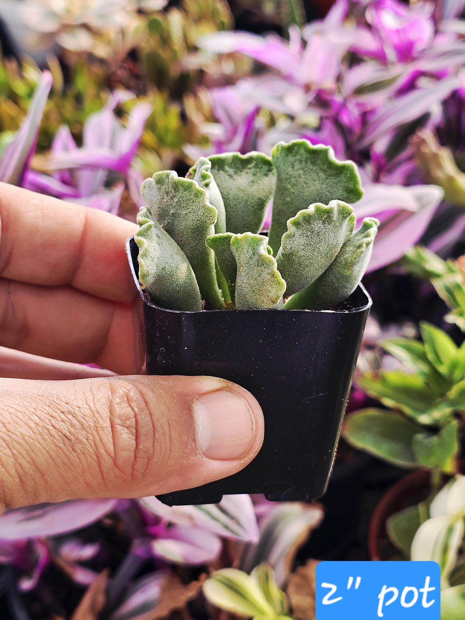 Crinkle-leaf Succulent: Rare Adromischus Cristatus Potted Plant - Etsy