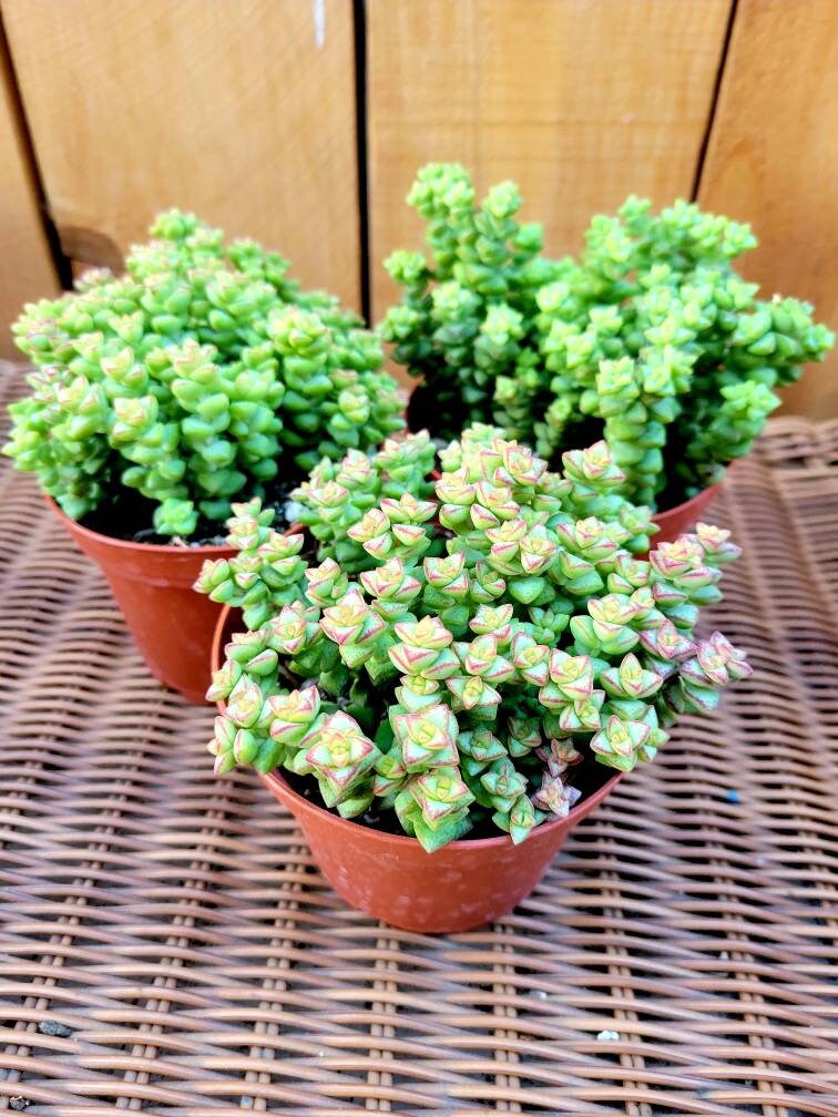 Crassula 'tom Thumb' | String of Buttons | Rare Mini Succulent, Potted Plant  - Etsy