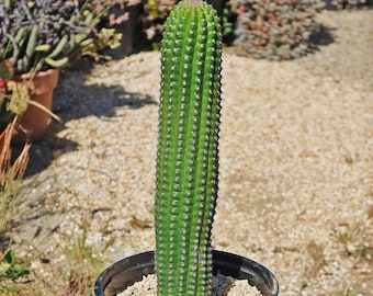 Vibrant Trichocereus harrissima (Indian Corn Cob Cactus) - Unique Addition to Your Collection!