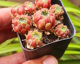 sempervivum arachnoideum, Cobweb Hens and Chicks,  succulent, rare succulent.