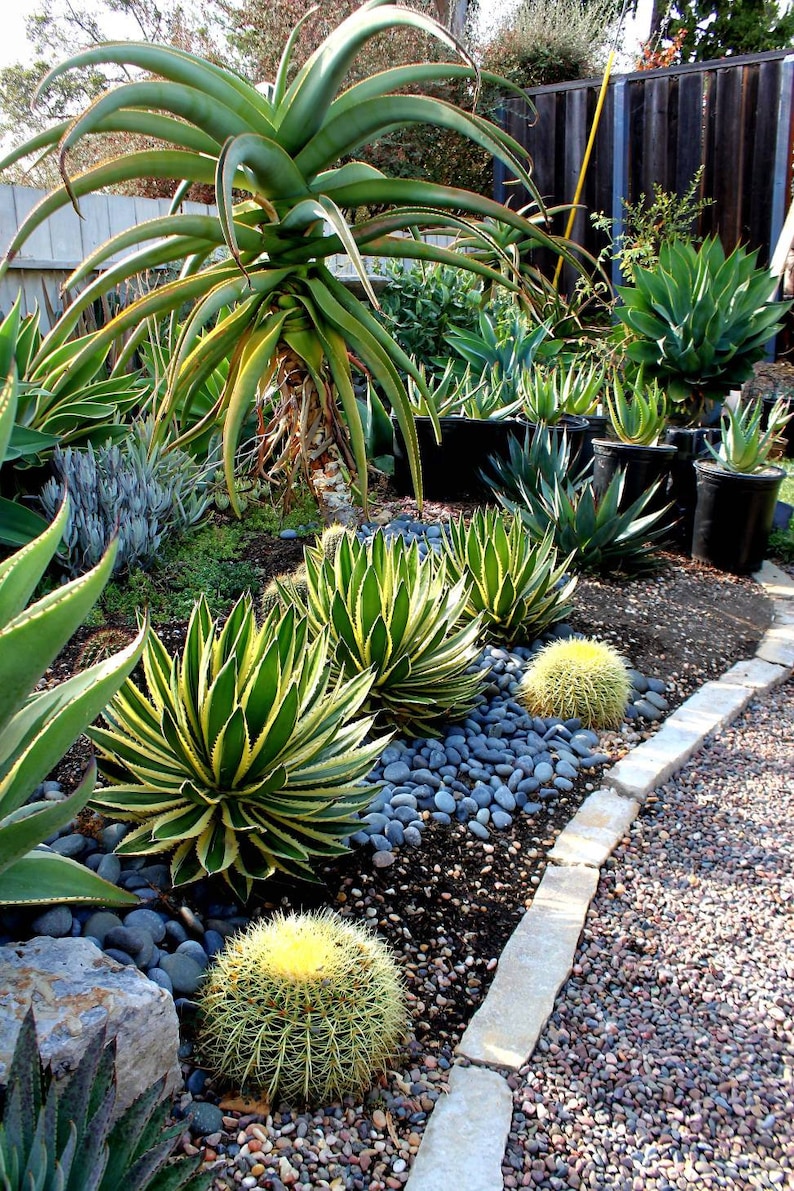 Agave lophantha Quadricolor, Quadricolor Century Plant, Exotic plant, exotic agave image 3