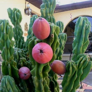 Apple Cactus monstrose. Cereus Peruvian apple cactus. Edible fruit.