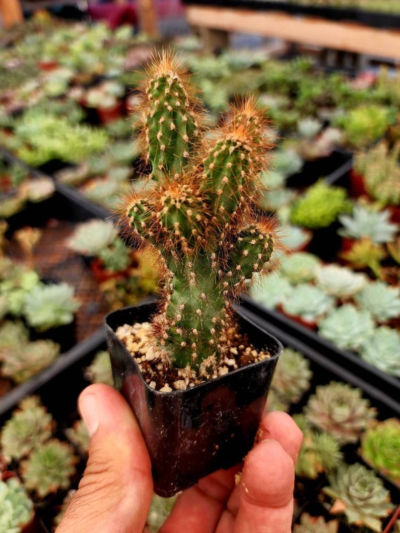 Fijiplants Apple Cactus Monstrose - Thumbnail 5