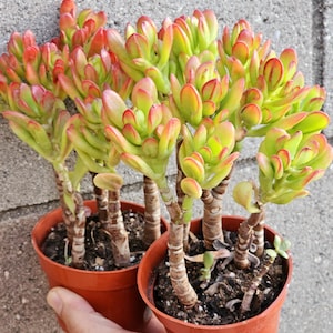 crassula plant, potted succulent, easy care plant, rooted succulent, crassula.